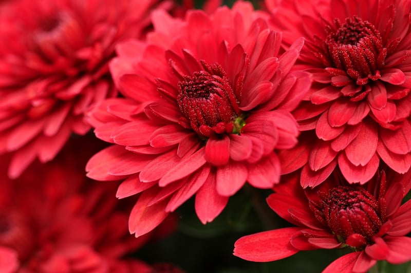 Outdoor Plants
