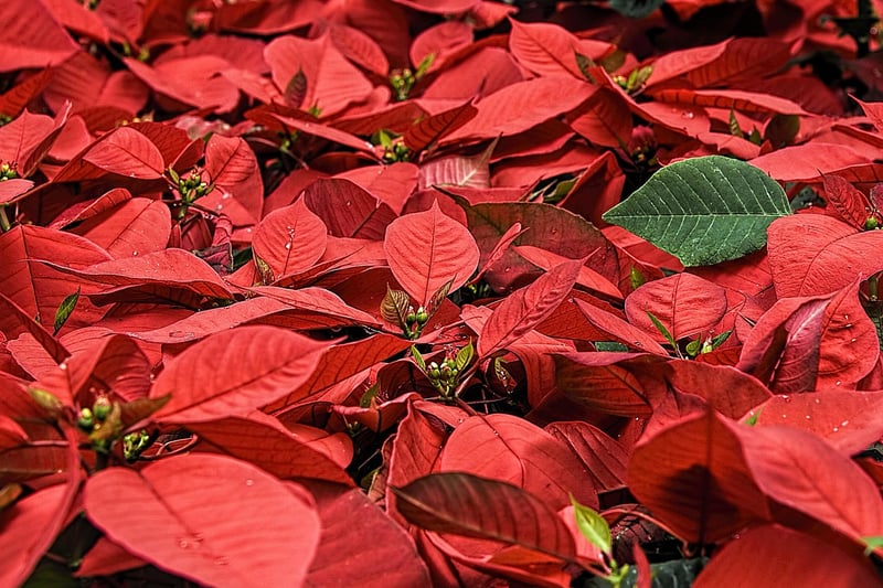 Seasonal Flowers
