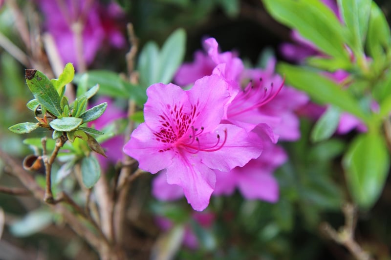 Shrubs and Bushes