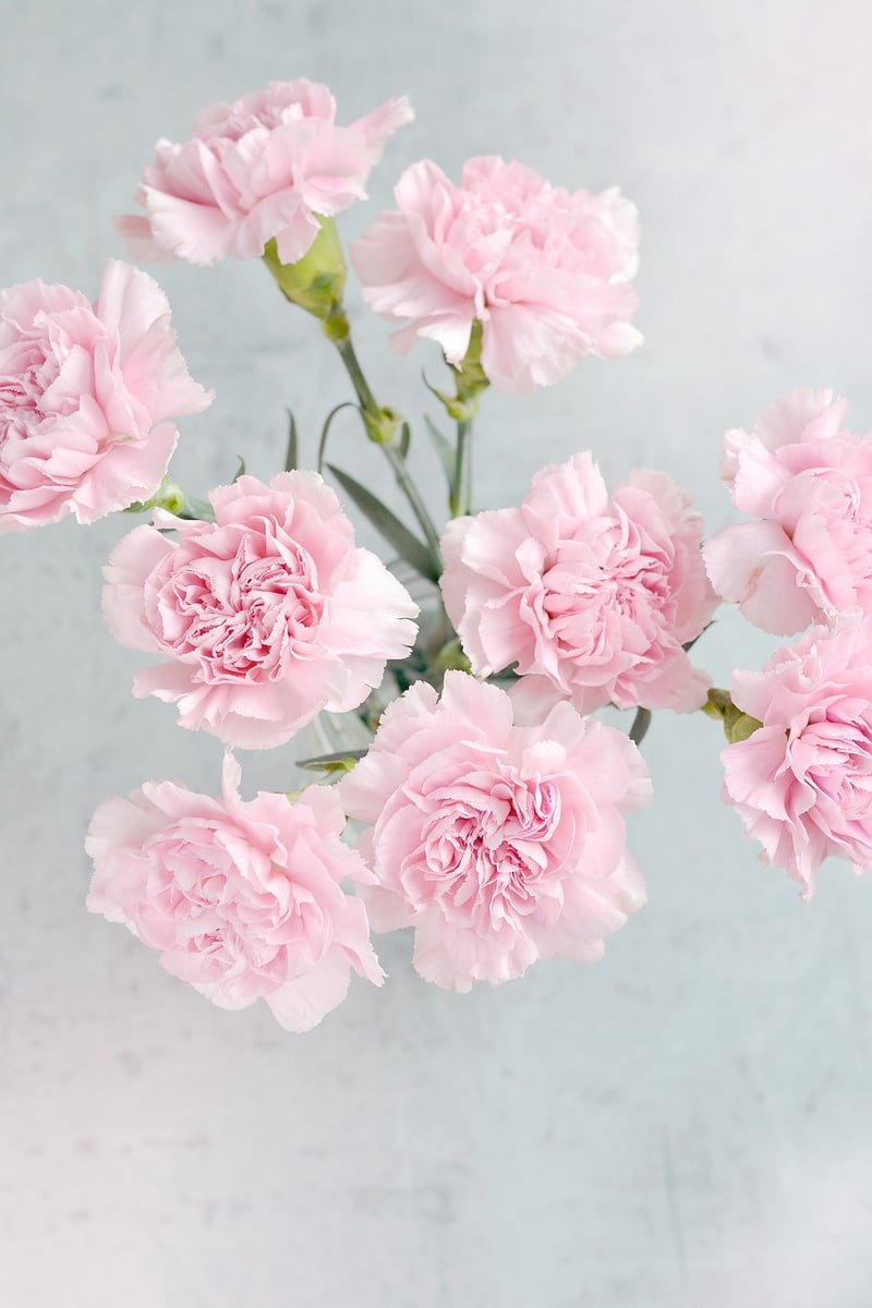Pink Blooms