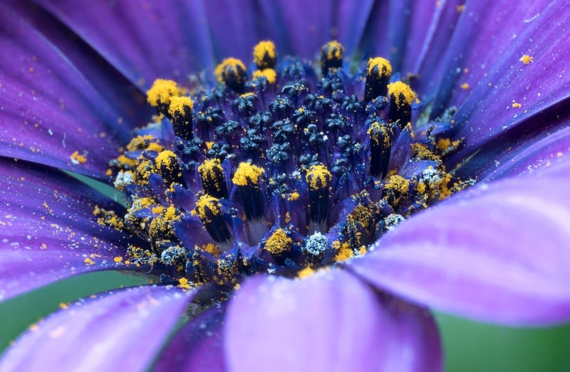 Flowering Plants