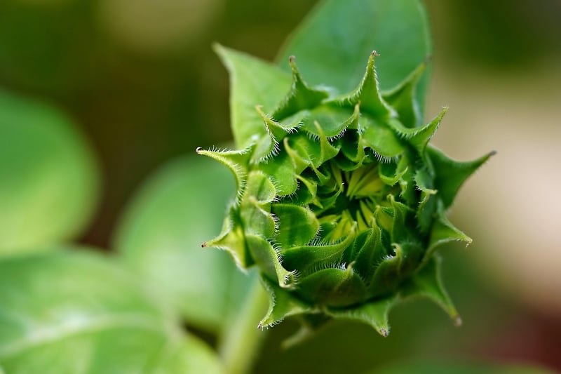 Green Leaves