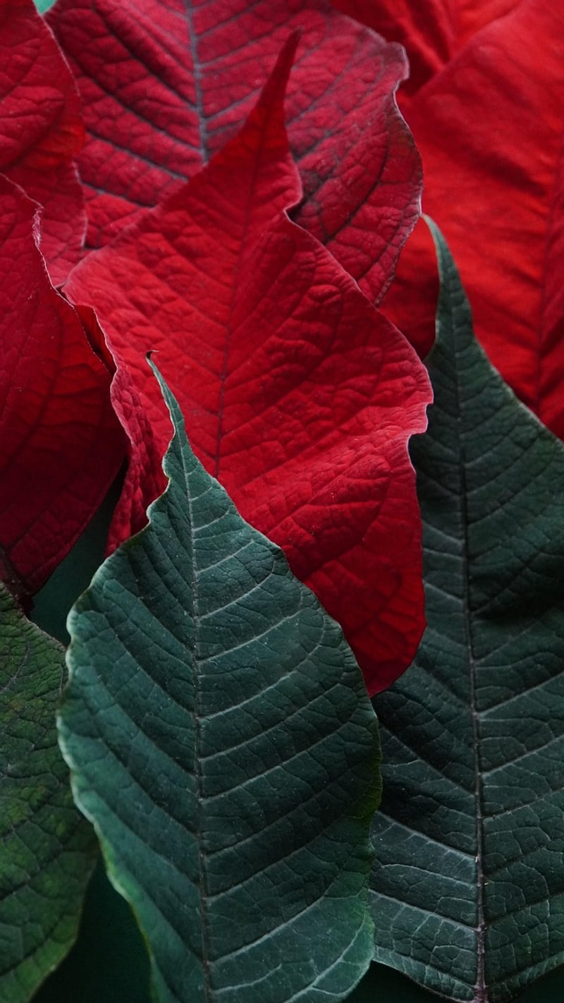 Poinsettias