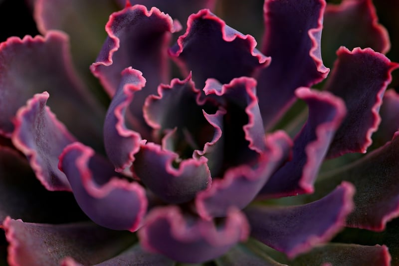 Succulents and Cacti