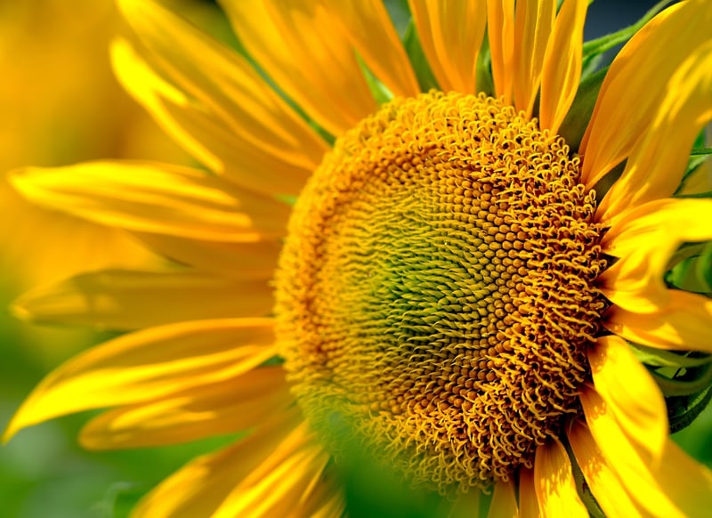 Sunflowers